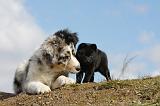 BERGER AUSTRALIEN & SCHIPPERKE 012